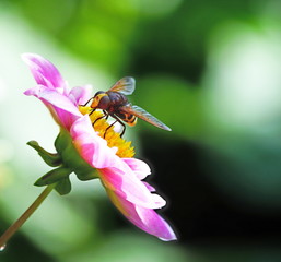 Schwebfliege,Dahlie,Nektar,Nahrung