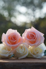 White and pink rose stack with blur garden background