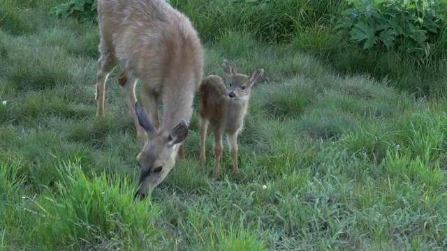 deer doe and fawn feeding at dusk at hurricane ridge on the olympic peninsula of the us pacific northwest
