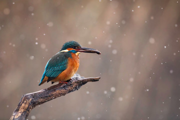 Beautiful Kingfisher perching with her catch in snowfall winter season.