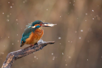 Beautiful Kingfisher perching with her catch in snowfall winter season.