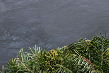 Christmas wreath of blue spruce pine fir, with no decorations isolated over dark background.