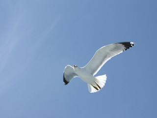 Seagull in flight over the Sea of Marmara