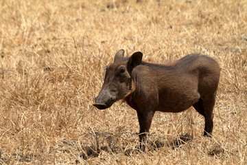 Warzenschweine in der Savanne der Serengeti 