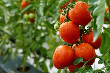 Red ripe Tomato with water drops in a Greenhouse,Fresh Tomatoes plant growing in field garden,copy space