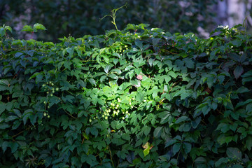 Wild hops, thickets. Hops in the wild flies tall trees