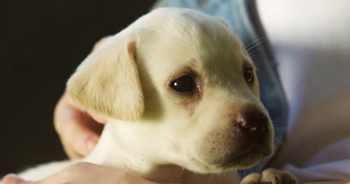 Close up of the cute little labrador puppy sitting in hands of Caucasian woamn while she caressing it. Outdoor.