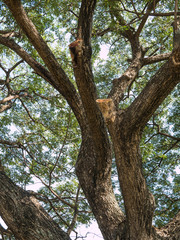 Obraz premium Big tree background,