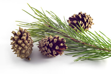  Fruits and sprig of pine on a white background