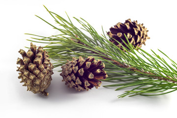 Fototapeta premium Fruits and sprig of pine on a white background
