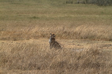 Geparden in der Serengeti © hecke71