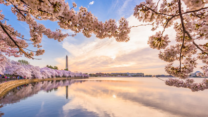 Washington DC, USA in spring season - obrazy, fototapety, plakaty