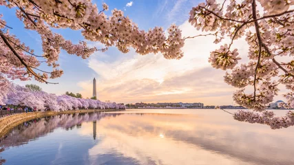 Poster Washington DC, USA in spring season © SeanPavonePhoto