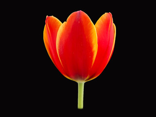 Orange tulip on black background,