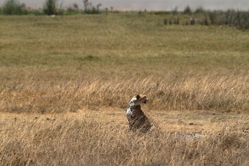 Geparden in der Serengeti © hecke71
