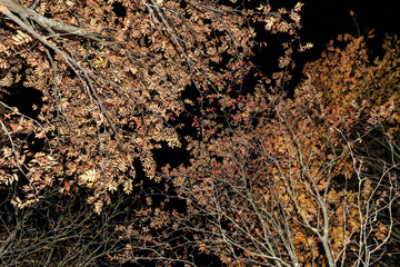 Autumn branches texture, trees with leaves and red berries, nature background. Night forest