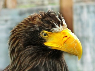 Eagle look of a majestic bird with a bright yellow huge beak and brown and white plumage close-up shot