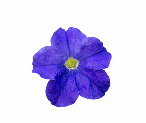 Blue flower on a white background