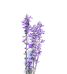 lavender flower isolated on white background.