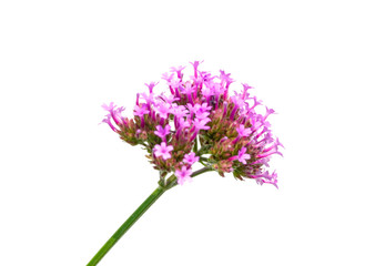 Pink flower isolated on white background
