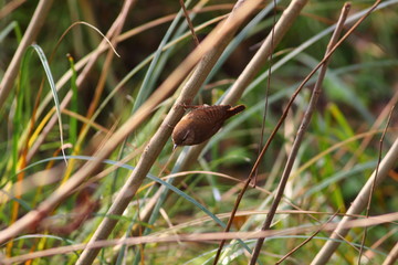 The wren bird acrobat