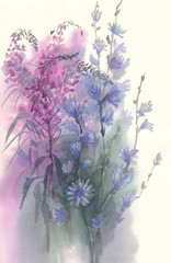 Blue pink chicory flower watercolor background. Summer flowers