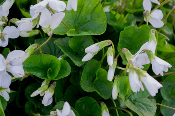 Garden violet white background. Background of white flowers