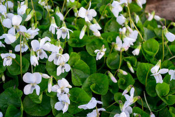 Garden violet white background. Background of white flowers