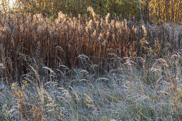 Background of dry colorful grass in frost on meadow close-up and trees in the background. Frosty Sunny morning. Golden Autumn.