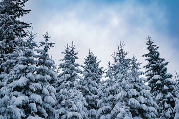 snow-covered fir trees with the sky in the back