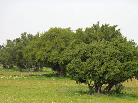Maroc, plantation d'arganiers 