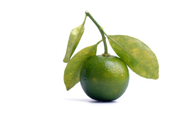 Calamansi on white background