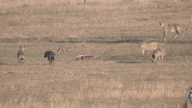 4K 60p clip of a lioness approaching a carcass surrounded by hyena and jackals at serengeti national park in tanzania