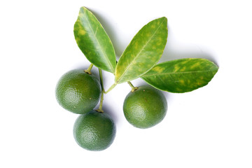 Fresh calamondin fruit on white background