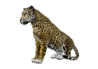 3D Rendering Big Cat Jaguar on White