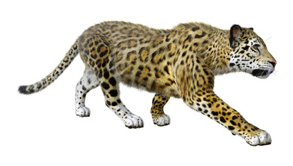 3D Rendering Big Cat Jaguar on White