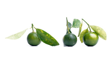 Fresh calamondin fruit on white background