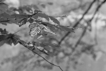 Blatt Herbst sw