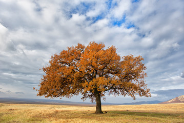 Old oak alone in the field