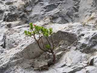 Alpenrose kämpft ums Überleben auf Kalkstein im Naturschutzgebiet Trögerner Klamm