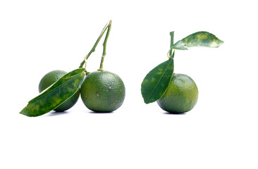 Calamondin or calamansi lime on a white background.