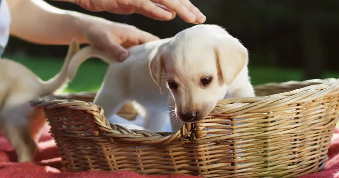 Close up of the Caucasian female hands stroking a white labrador puppy back while it being in the basket in the park. Outdoors.