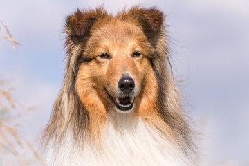 Portrait of a Collie