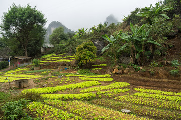 Laos - Felder auf der Fahrt von Luang Prabang nach Vang Vieng