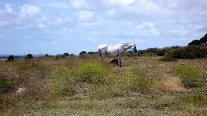 Horse gives shade to horse