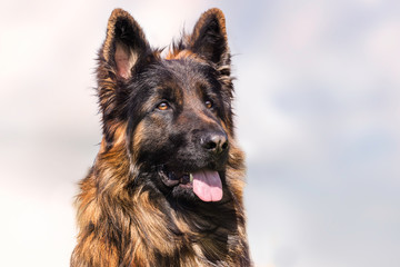 Portrait of a German Shepherd