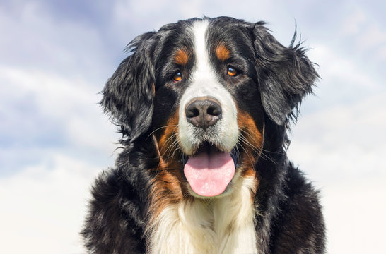 bernese mountain dog