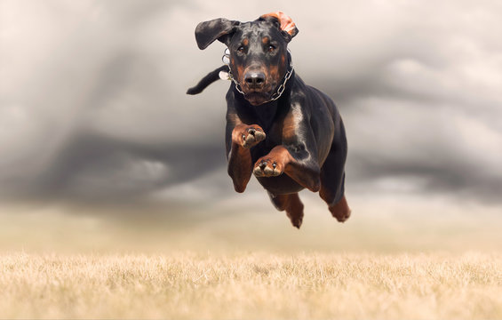 flying dobberman