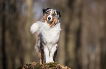 Portrait of an Australian Shepherd
