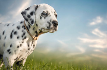 Dalmatian